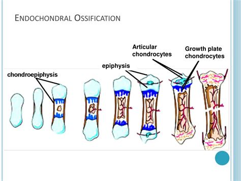 PPT GLI2 And P53 Cooperate To Regulate IGFBP 3 Mediated Chondrocyte