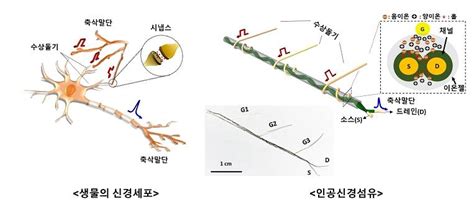 뉴런·시냅스 통합한 인공신경섬유소자 개발신경세포망 역할 한국경제