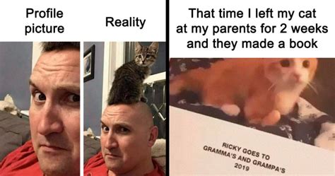 50 Relatable Cat Memes Youll Probably Wish You Could Tag Your Cat In Bored Panda