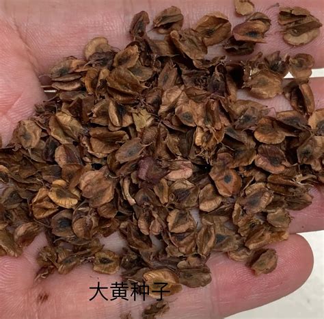 大黄药材耐干旱不怕冻 可以连续多年生长 年限越长药效越好 药市动态行情 从秋冬药市看明年走势 部分价格看好的药材品种点评 农民日报 中药材种植