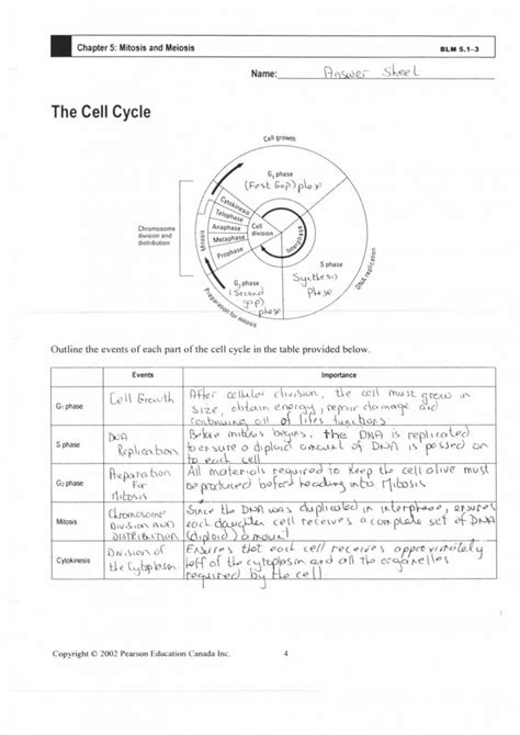 Mitosis And Meiosis Worksheet Answer Key Reading Comprehension Worksheets