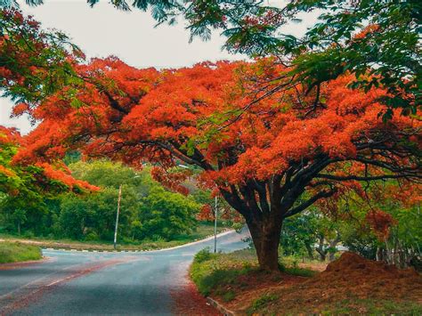 The Royal Poinciana Also Known As The Flame Tree Looks Like Its On