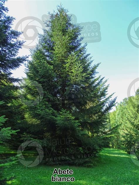 Abies Alba Abete Bianco Albero Abies Alba Abete Bianco Abies