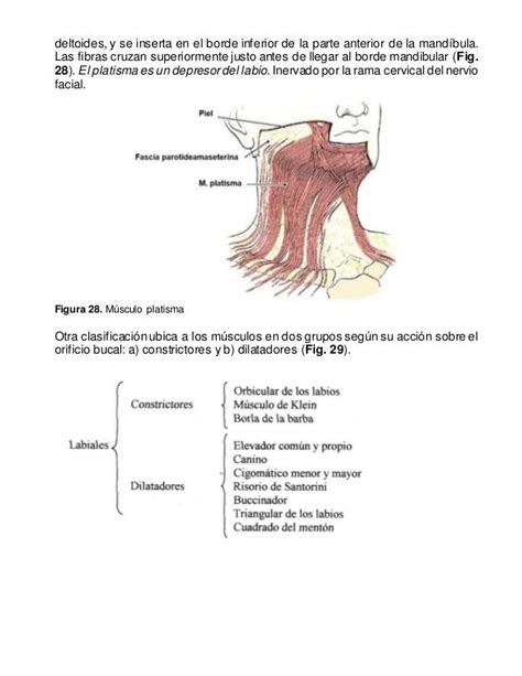 Anatomia De Los Labios Y De La Region Perioral