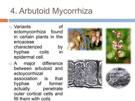 Mycorrhiza and its types | PPT