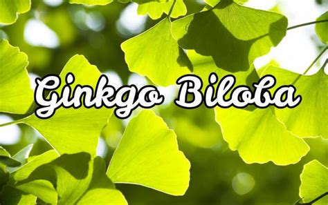 Ginkgo Biloba Propiedades Beneficios Dónde Comprar Online【2019】