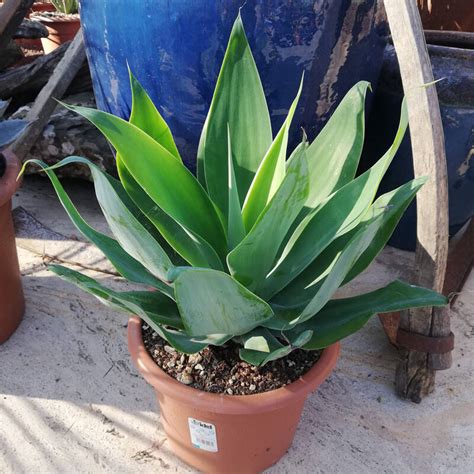 Агава - Суккуленты - Комнатные растения - GreenInfo.ru