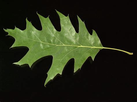 Quercus Rubra Red Oak Nothern Red Oak Van Den Berk Nurseries