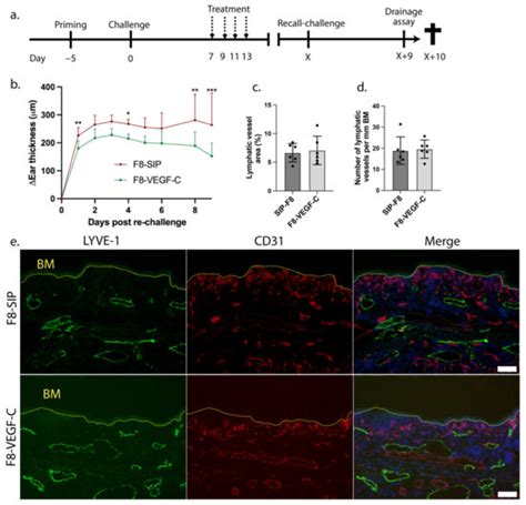 Cells Free Full Text Antibody Mediated Delivery Of Vegf C Promotes