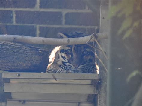 Neofelis nebulosa / Clouded leopard in Mesker Park Zoo