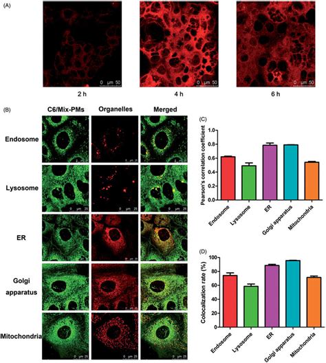 A Confocal Images Of Caco Cells In Fret Lines After They Were