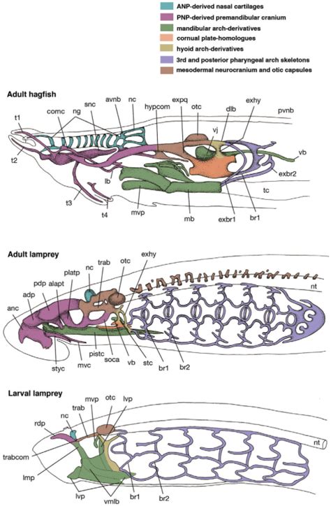 Hagfish Diagram