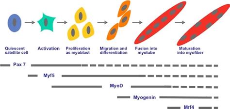 Satellite cells activation, proliferation, differentiation and fusion ...