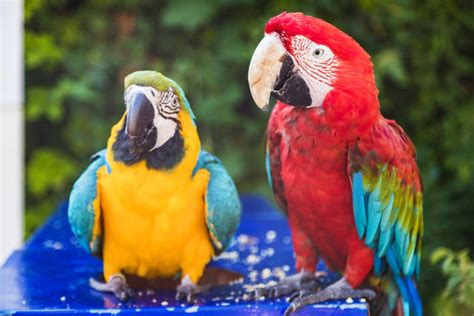 Parrots kissing Free Stock Photos, Images, and Pictures of Parrots kissing