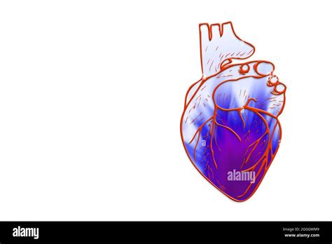 Anatomische Struktur Des Herzens Fotos Und Bildmaterial In Hoher