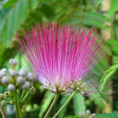 Albizia Julibrissin Rouge Selection Arbre Soie Pompons Soyeux