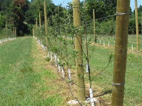 Trellised Row Of Apple Trees 2011 Starkbros Apple Tree Trellis