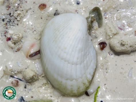 Anadara sp 4 - Biofaces - Bring Nature Closer
