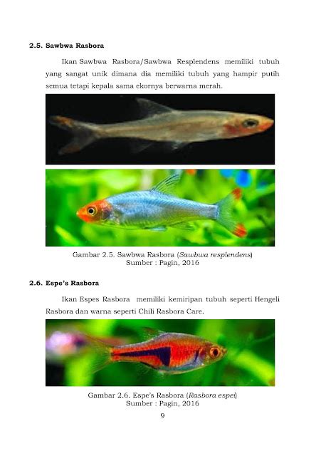 Buku Peluang Pengembangan Budidaya Ikan Rasbora Sebagai Ikan Hias