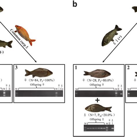 PDF Origin And Transition Of Sex Determination Mechanisms In A Gynogenetic Hexaploid Fish