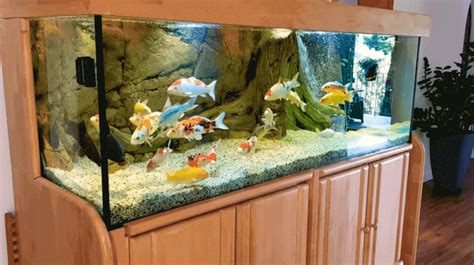 Starting A Fish Tank For Beginners Aquarium Setup Guide