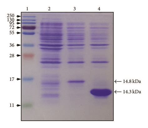 A Sds Page Analysis Of Crude Protein Extracts From E Coli Cells