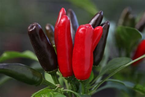 The Chilli Factory Chilli Seeds - African Birds Eye (Piri Piri Chilli ...