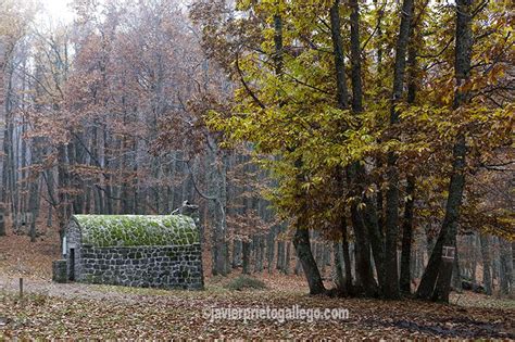 Una visita al Castañar de El Tiemblo Ávila Bosque España y Viajes