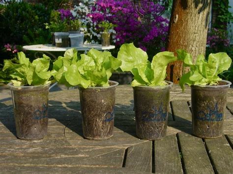 Frutas Y Verduras Que Puedes Cultivar En Macetas