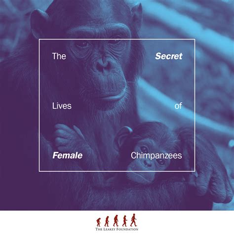 Unlocking The Secrets Of A Female Chimpanzee In Heat