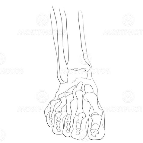 Foot Front View Drawing