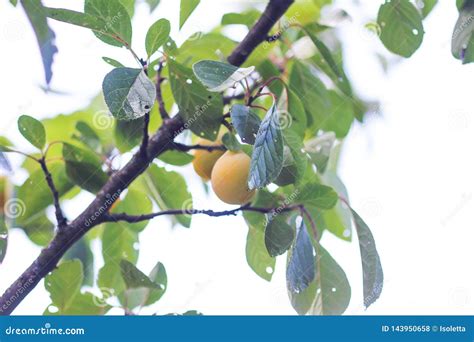 Ciruelos Amarillos En Ramas De Rbol En Jard N Del Verano Foto De