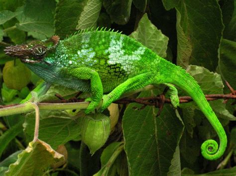 Beautiful Chameleon Transformations Camouflage