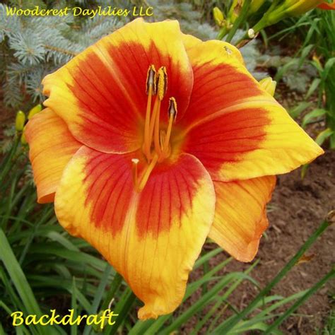 Woodcrest Daylilies Llc Back Draft