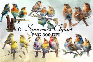 Sparrow Watercolor Clipart Bundle Graphic By Cat Lady Creative Fabrica