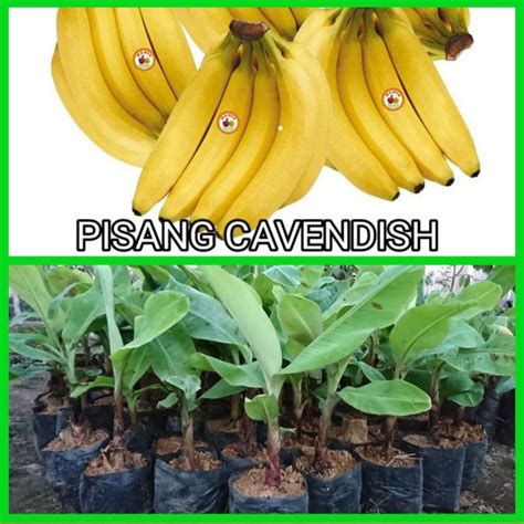 Jual Bibit Pisang Cavendish Pohon Pisang Cavendish Tanaman Pisang ...