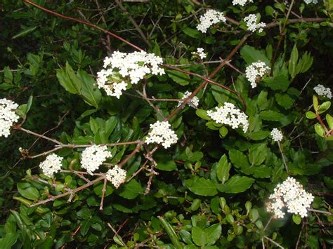 Walter S Viburnum Viburnum Obovatum Florida Native Irma Liz Flickr