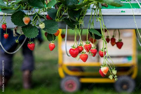 Culture De Fraises Hors Sol Champs De Fraise Sous Serre Dans Les