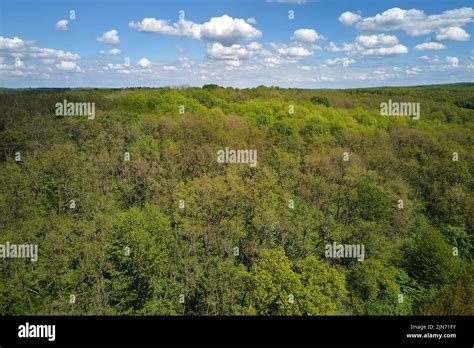 Aerial View Of Dark Green Lush Forest With Dense Trees Canopies In