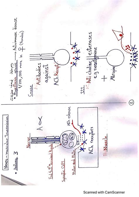 Solution Dr Nagy Muscle Diagrams Studypool