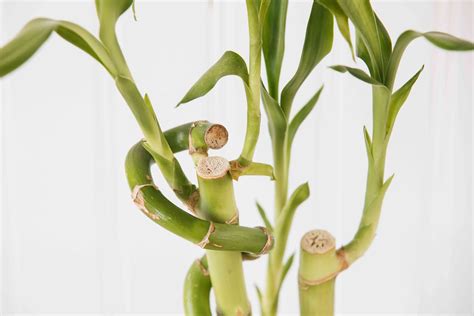 Lucky Bamboo Indoor Plant Care And Growing Guide