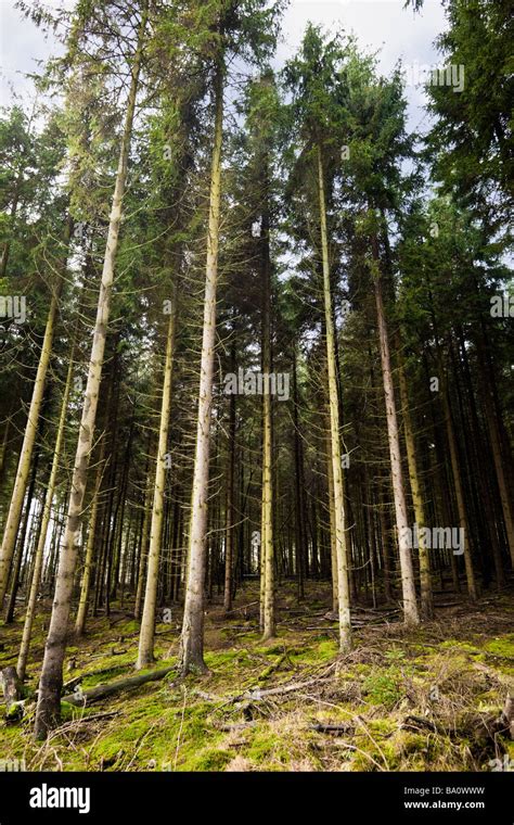 Dense managed forest of Scots Pine trees UK Stock Photo - Alamy