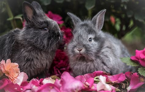 Two Black And Gray Rabbits Rabbit Rabbits Fluffy Hd Wallpaper