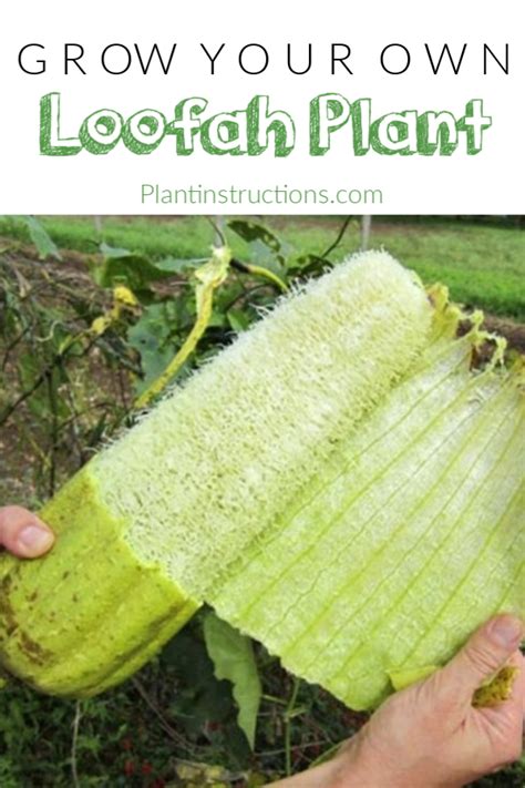 Luffa Benefits - SAM Vegetable