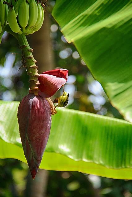 Flor De Bananeira Natureza Comedor Foto Gratuita No Pixabay Pixabay