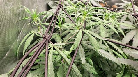 Mastering Cannabis Trellising Supporting Cannabis Growth