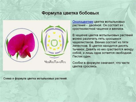 Бобовые растения - скачать презентацию