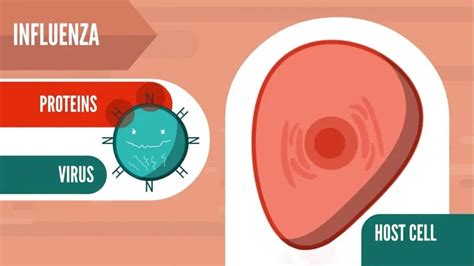 Influenza Virus Life Cycle Animation