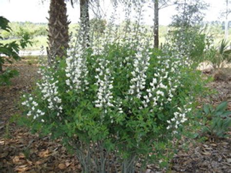 Baptisia alba White Wild Indigo pint pots - Mail Order Natives