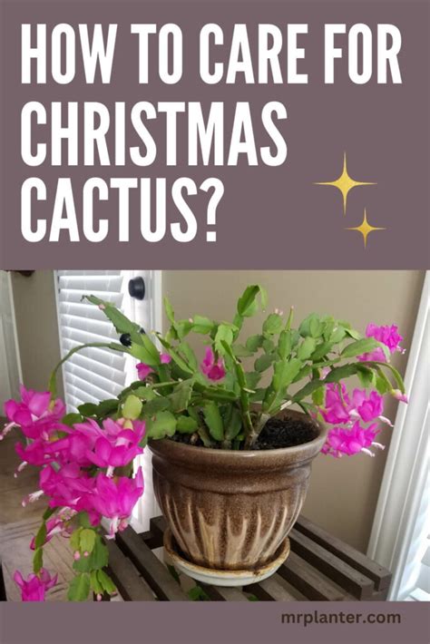 How To Care For Christmas Cactus Complete Guide